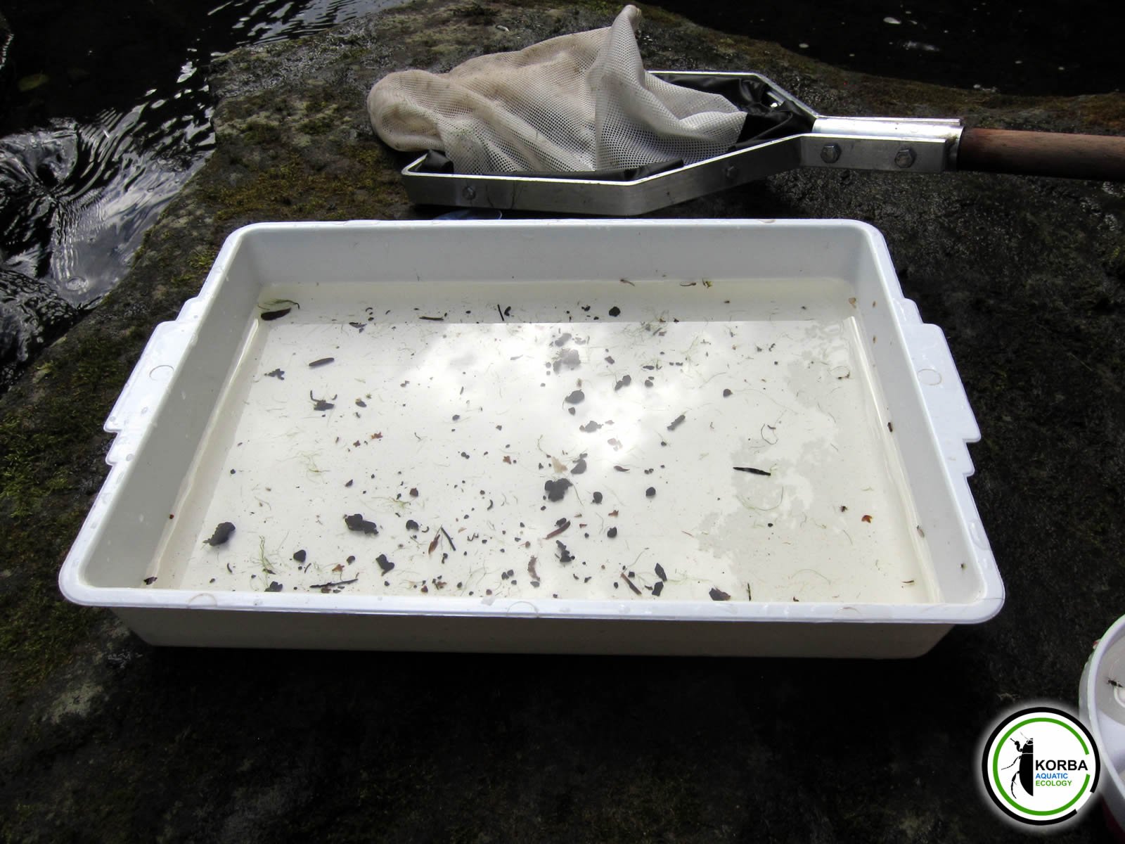 Sampling Aquatic Invertebrates with a tray & net