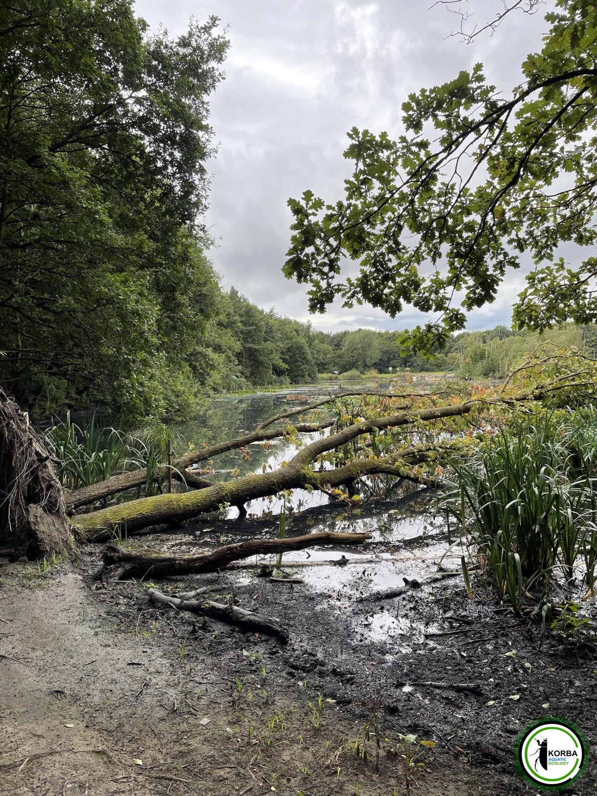 A Sunderland Lake with a fallen tree