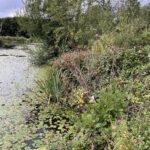 Freshwater Lakeside Ecology Survey Scene