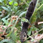 Elephant Hawk Moth eating a Himalayan Balsam