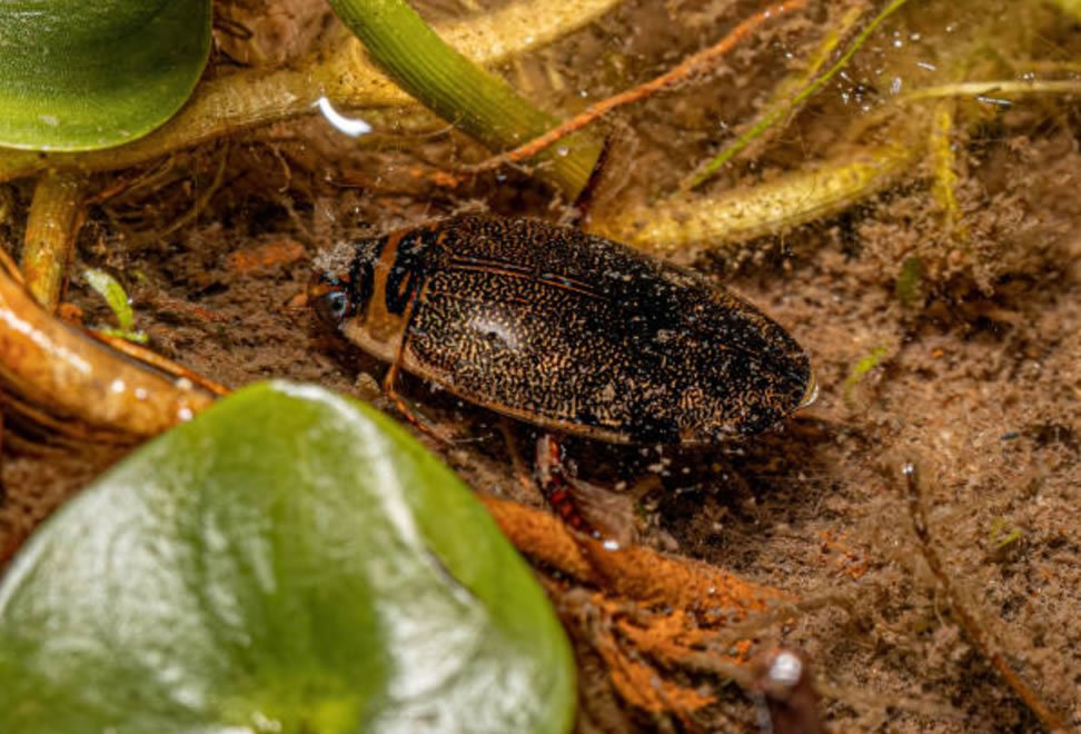 Diving Water Beetle