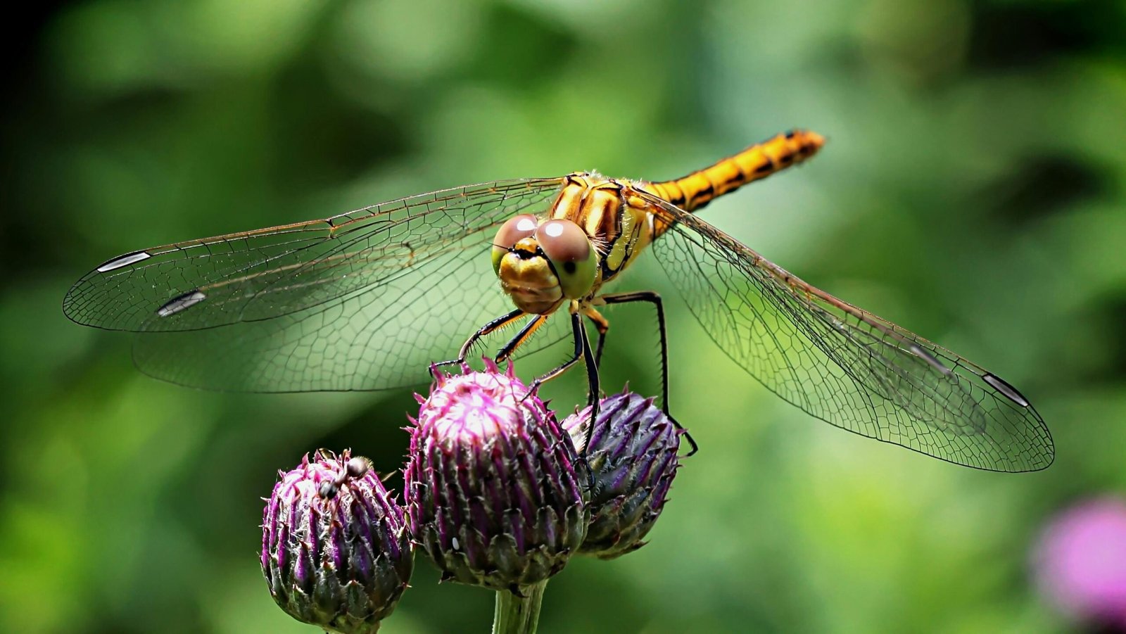 Lifecycle of dragonflies