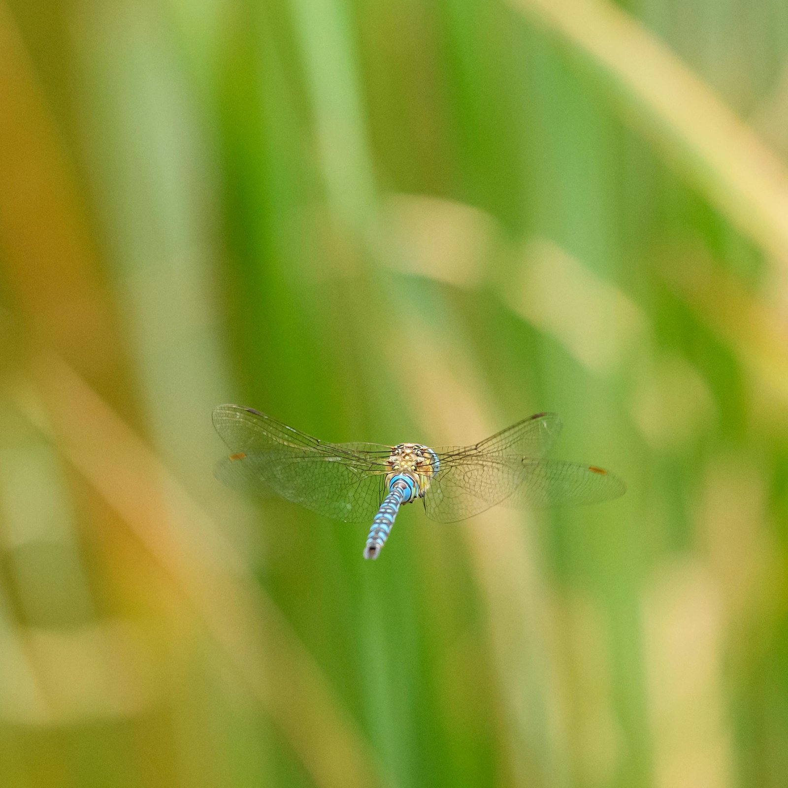 Dragonfly short spectactular life