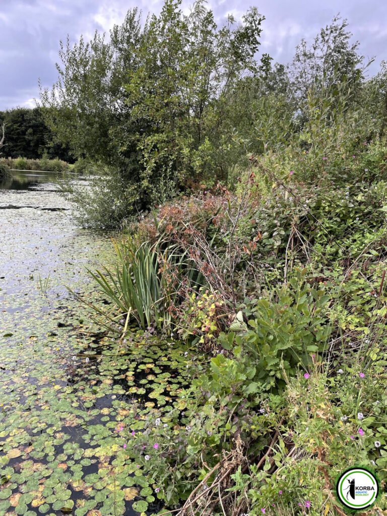 Freshwater Lakeside Ecology Survey Scene