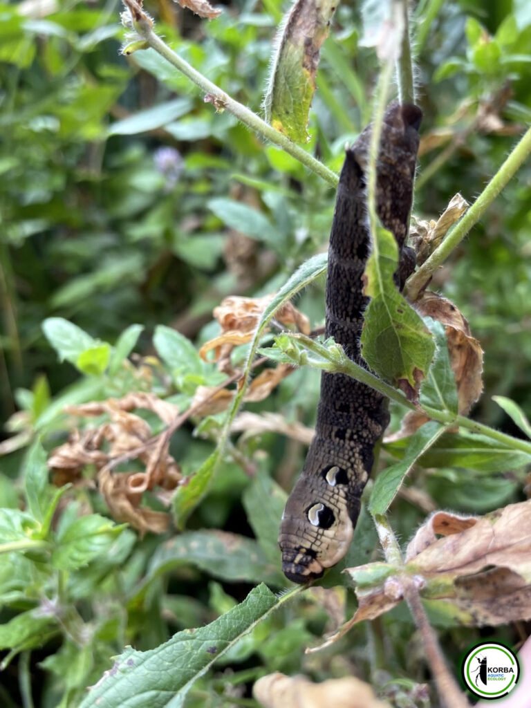 Freshwater Ecology Elephant Hawk Moth